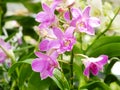 Purple pink orchid flowers with branch close up Royalty Free Stock Photo