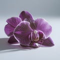 Purple-pink orchid on a light background