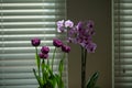 Purple pink orchid tulips on the window. Floral concept. Orchid plants. Orchids blossom close up, Phalaenopsis.
