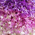 Purple and pink orchid wall background