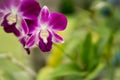 Purple with pink orchids on branch with green leaf in the background. Royalty Free Stock Photo