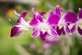 Purple with pink orchids on branch with green leaf in the background. Royalty Free Stock Photo