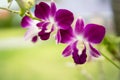 Purple with pink orchids on branch with green leaf in the background. Royalty Free Stock Photo