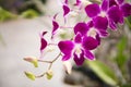 Purple with pink orchids on branch with green leaf in the background. Royalty Free Stock Photo