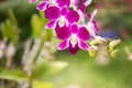 Purple with pink orchids on branch with green leaf in the background. Royalty Free Stock Photo