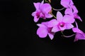 purple pink orchids on dark background. Royalty Free Stock Photo