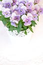 Purple pink pansies white copyspace