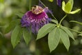 Purple and pink Passion flower Royalty Free Stock Photo