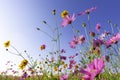 Purple, pink, red, cosmos flowers in the garden with blue sky and clouds background Royalty Free Stock Photo