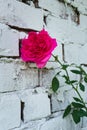 A purple or pink rose blooming in a garden against a white brick wall Royalty Free Stock Photo