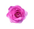 Purple or pink rose flower blooming top view  isolated on white background and clipping path Royalty Free Stock Photo
