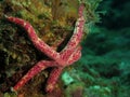 Purple and pink sea star Royalty Free Stock Photo