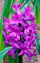 purple pink sepals of Hyacinth flower plant blooming in early Spring Royalty Free Stock Photo