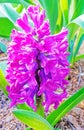 purple pink sepals of Hyacinth flower plant blooming in early Spring sunshine