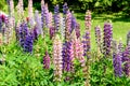 Purple And Pink Snapdragon Flowers Royalty Free Stock Photo