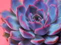 purple pink succulent echeveria close-up