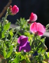 A semiabstract picture of sweet pea flowers showing vivid colours against the black background