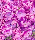 Purple, pink Syringa vulgaris (lilac or common lilac) flowers, close up, texture background Royalty Free Stock Photo