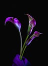 Purple and pink three Calla Lillies on black background