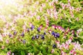 Purple and pink Torenia flower blossom