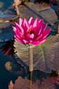 PURPLE PINK TROPICAL WATER LILY TOBAGO NATURE Royalty Free Stock Photo