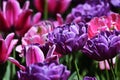 Purple and pink tulips in the park Royalty Free Stock Photo