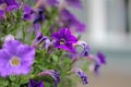 Purple pink veined blooms of morning glory at spring