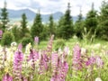 Purple pink and white  grass flowers blossom in spring season beatiful mountain scenary Royalty Free Stock Photo