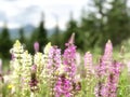 Purple pink and white grass flowers blossom in spring season beatiful tree on mountain scenary