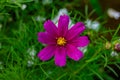 Purple and pink yellow flower nature Royalty Free Stock Photo