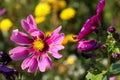 Purple pink and yellow flowers in the garden and the meadow in summertime Royalty Free Stock Photo