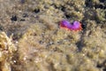 Flabellina Sea Slug, Crystal Cove, Newport Beach, California Royalty Free Stock Photo