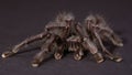 The Purple Pinktoe Tarantula