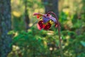 Purple Pitcher Plant, Sarracenia purpurea in Bemidji Minnesota Royalty Free Stock Photo