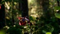 Purple Pitcher Plant, Sarracenia purpurea aka northern pitcher plant, turle socks or side-saddle flower