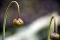 Purple pitcher plant sarracenia purpurea