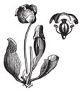 Purple pitcher plant or Sarracenia purpurea vintage engraving