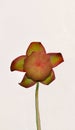 Purple Pitcherplant, Saddle Flower Sarracenia purpurea Bog Plant