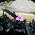 A purple plant. Beautiful and strange