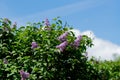 Purple plant branch pink bunch floral blossom blooming beautiful garden, concept healthy lifestyle flower season from