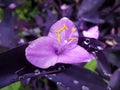 Purple plant and flower background microphoto Royalty Free Stock Photo