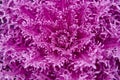 Purple plant macro detail. Fractal background. Ultra violet Royalty Free Stock Photo