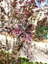 purple plant with small berries of an interesting shape