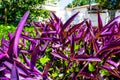 Purple Plants