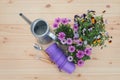 Purple plastic flower pots, watering can, gardening tools, seedlings of osteospermum african daisy and pansy flowers. Royalty Free Stock Photo