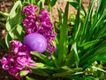 Purple plastic nylon Easter egg hidden between hyacinth