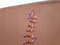 Purple Plectranthus cremnus blooms early in the morning with faded orange walls background