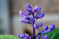 Purple plectranthus flower blooming garden Royalty Free Stock Photo