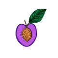 Purple plum cut slice with leaf, hand drawn color vector sketch illustration Royalty Free Stock Photo