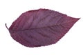 Purple plum leaf isolated on a white background. Red leaves of plum. Colorful foliage. Fresh autumn herbs. Streak texture. Royalty Free Stock Photo